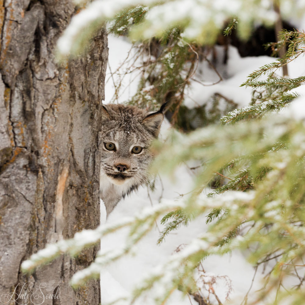 2016_01_09_Montana-10933-Edit1000.jpg - Playing hide and seek in the forest.