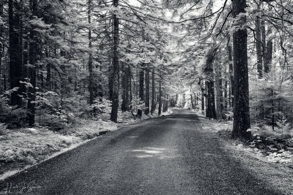 2018_09_Maine-10101-Edit1000.jpg - Part of the hike to the Cobblestone Bridge was on one of the beautiful well-groomed carriage paths that wander all through Acadia National Park.  Infrared.