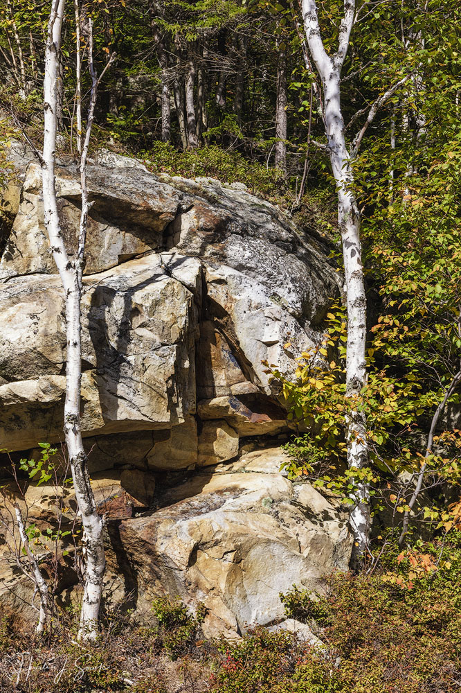 2018_09_WhiteMountainsNH-10083-Edit1000.jpg - Birch trees next to the Silver Cascade.