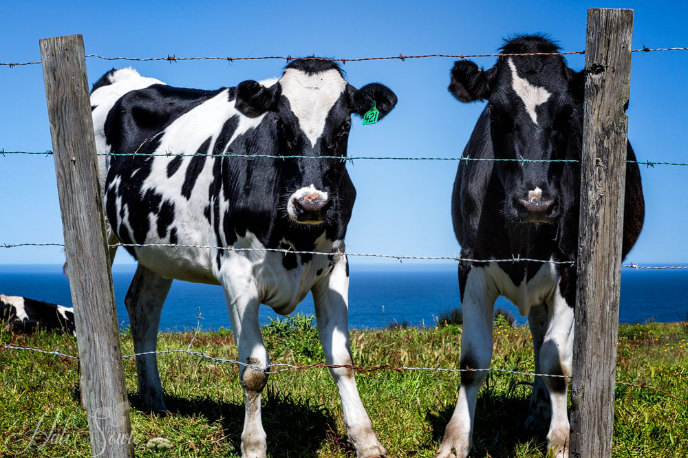 NorthCali2014_3.JPG - California Cows are Happy Cows!  And who wouldn't be with that view in the distance?