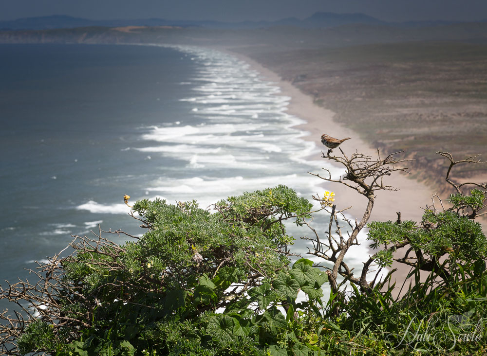 NorthCali2014_4.JPG - A sparrow huddling on the trees above the coastline.