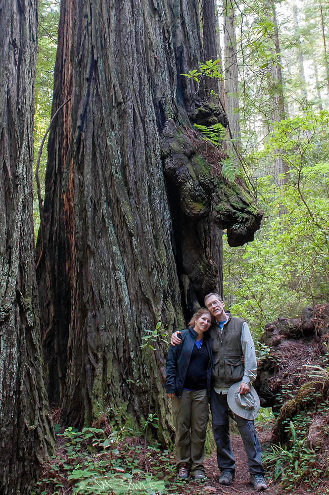 NorthCali2014_49.JPG - Prairie Creek Redwood State Park, again.