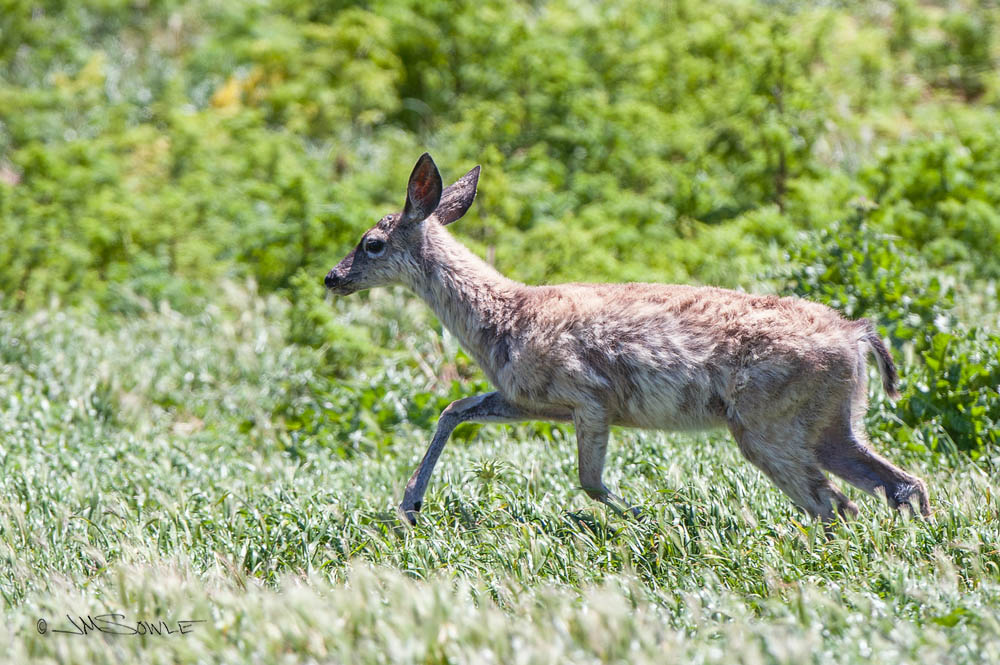NorthCali2014_9.JPG - I think this is a Blacktail deer (young).  We spotted a small group near Chimney Rock (Pt Reyes Station).