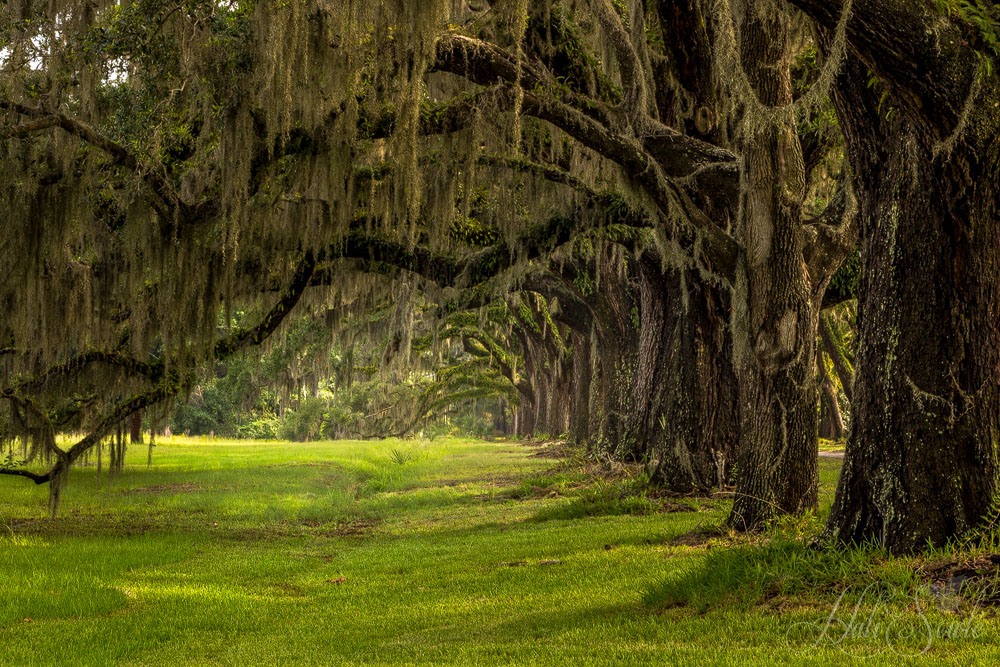 2016_06_Savannah_Charleston-10708-Edit1000.jpg - Wormsloe