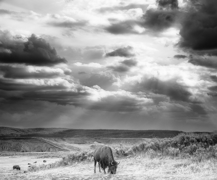 2015_09_14_Yellowstone-10481-Edit1000.jpg - Bison under a broken sky, Hayden Valley.  Infrared image, 720nm.