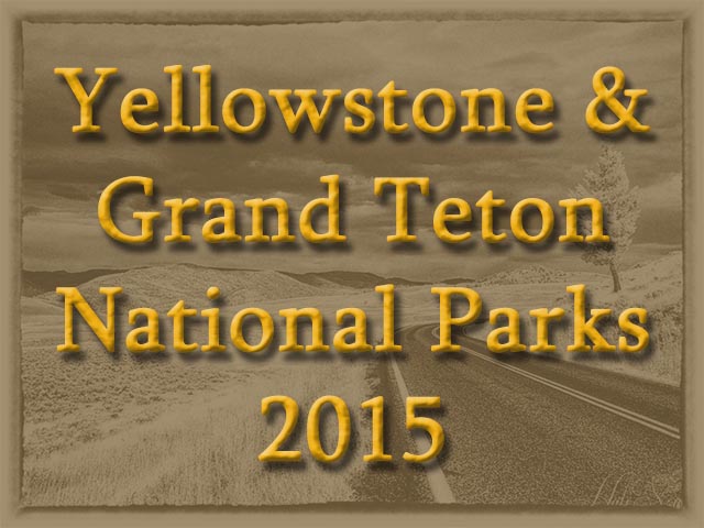 Title.jpg - Almost exactly 5 years after our previous trip to Yellowstone, we decided to take a return trip to the area.&nbsp;&nbsp; This time around we left about 2 weeks earlier in the month in hopes of catching the peak Aspen foliage season in the Grand Teton National Park.&nbsp;&nbsp; Unlike the previous trip, this trip included a stay outside the East entrance in the Shoshone National Forest.&nbsp;&nbsp; From there we took 2 day trips over to the McCullough Peaks Wild Horse Management Area (near Cody).  The weather was mixed, but it never was really a problem.&nbsp;&nbsp; It snowed one day (which sent us back from the Dunraven Pass) but it cleared in a day or two.&nbsp;&nbsp; We had a little snow, some rain, lots of sun, some cold, and some warmth.&nbsp;&nbsp; Like I said -- mixed!  We saw a bit less wildlife as compared to the previous trip.&nbsp;&nbsp; However this trip included a VERY close experience with a Grizzly bear.&nbsp;&nbsp; We also had the misfortune to have a hunter shoot a Pronghorn Antelope WHILE WE WERE PHOTOGRAPHING IT, and we were not that far away from it.&nbsp;&nbsp; That was at the McCullough Peaks area, and that really changed our opion of hunters in general.&nbsp;&nbsp; It also drives home the difference between National Parks and BLM areas (please support our National Parks).&nbsp;&nbsp; That experience aside, photographing the wild horses was a great new adventure.  Just like the previous trip, we saw tourists getting ridiculously close to large and dangerous wildlife.&nbsp;&nbsp; Luckily there was no consequence for those people (although think of the pictures we could have gotten -- kidding).&nbsp;&nbsp; Oh we also spent more time in the geyser area this time around, and we happened to catch Old Faithful erupting.  We put almost 3000 miles on the rental car in 2 weeks, but it didn't really seem crazy at the time.  All in all, we had a really nice time.  We've included a select group of photos in this web page, and we hope you will enjoy viewing them as much as we enjoyed making them  Happy trails, Mike & Hali  For your reference and ours, here are the places we stayed: Riverside Cottages, Gardiner, MO Shoshone Lodge & Guest Ranch, Cody, WY Elk Country Inn, Jackson, WY We ate at a bunch of nice places, but we loved the Yellowstone Grill in Gardiner.  They have an awesome breakfast and lunch there!