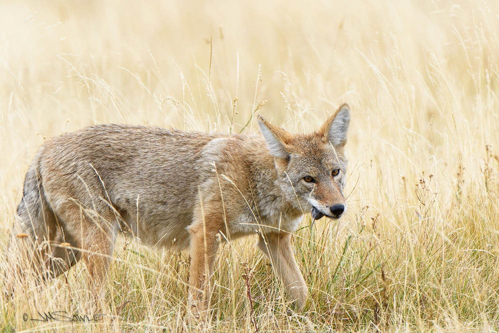 _JMS0502CH.jpg - Mmm Mmm Mouse!  A Coyote enjoying a well earned morsel of mouse.  Lamar Valley.
