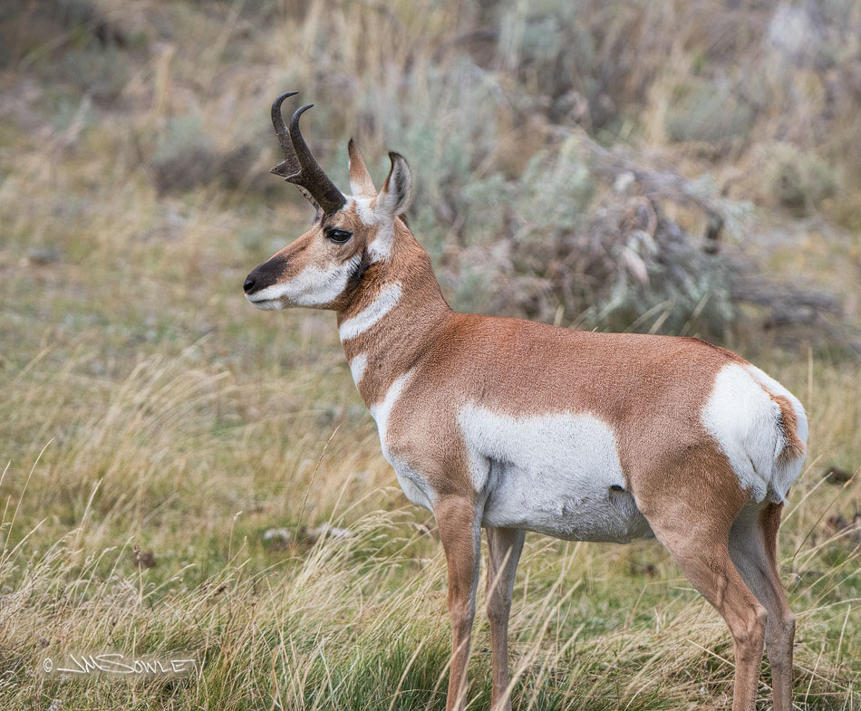 _JMS0637.jpg - Another male Pronghorn (Lamar Valley).