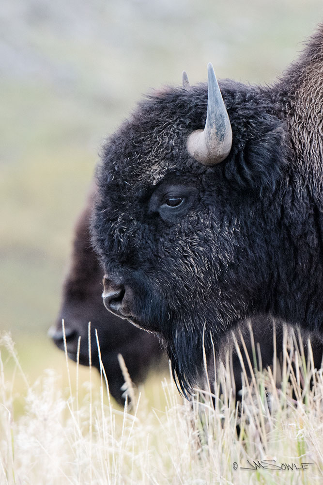 _JMS0792.jpg - It almost looks like try-outs for the new Nickel.  Bison in profile.  Lamar Valley.