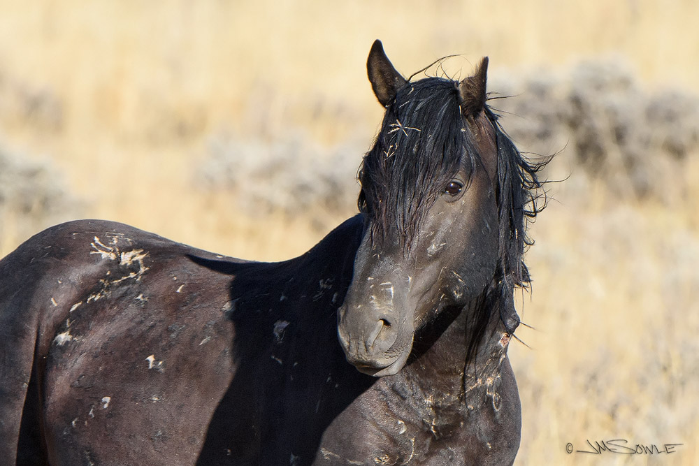 _JMS1504.jpg - Some of the scars on this old boy were frightening.