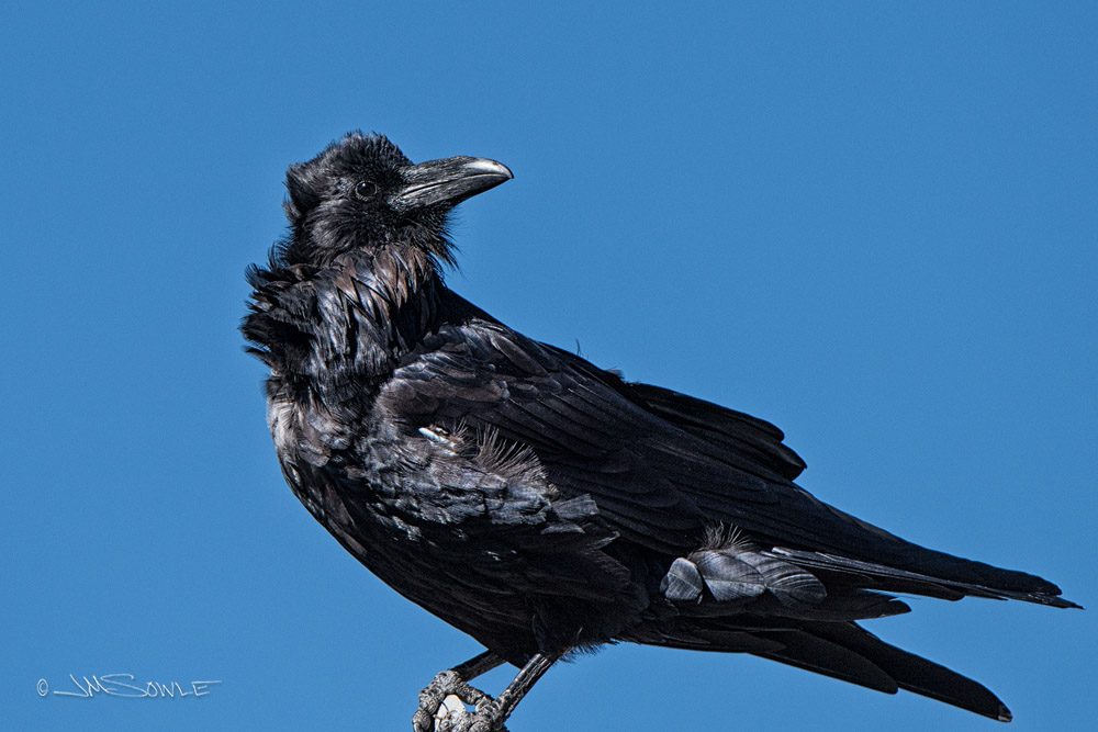 _JMS2128.jpg - Just a Raven along the East Entrance Road.  He was a really attractive Raven, so I asked him if he was a model.  He said he used to be, but it was too stressful.  I told him that he should try it again.  He said "nevermore"!