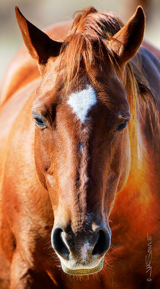 _JMS2803V2.jpg - A head-on shot at the same ranch as the previous shot.